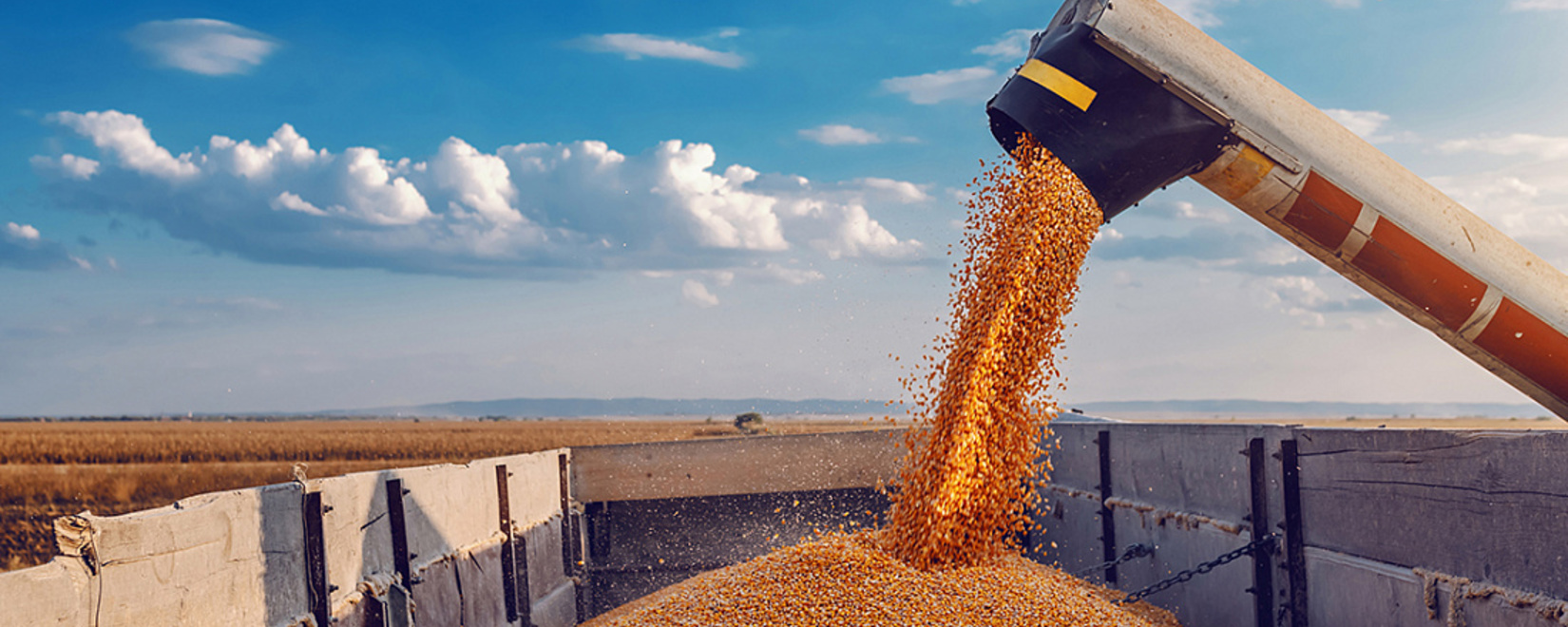 Wheat exports decreased in October. This may be due to extremely low purchase prices
