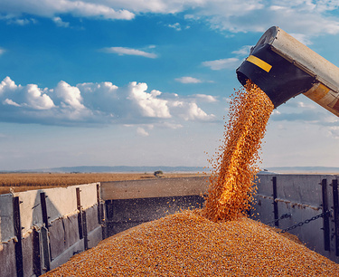 10 月份小麦出口量下降。 这可能是由于购买价格极低