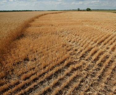 На складах Ростовской области скопилось более 2,6 млн тонн зерна