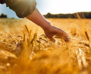 В Китае собрали треть урожая озимой пшеницы