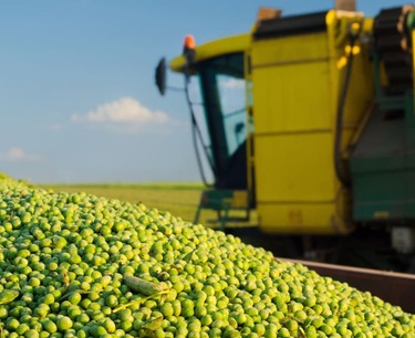 Russia is increasing the supply of peas to the Chinese market