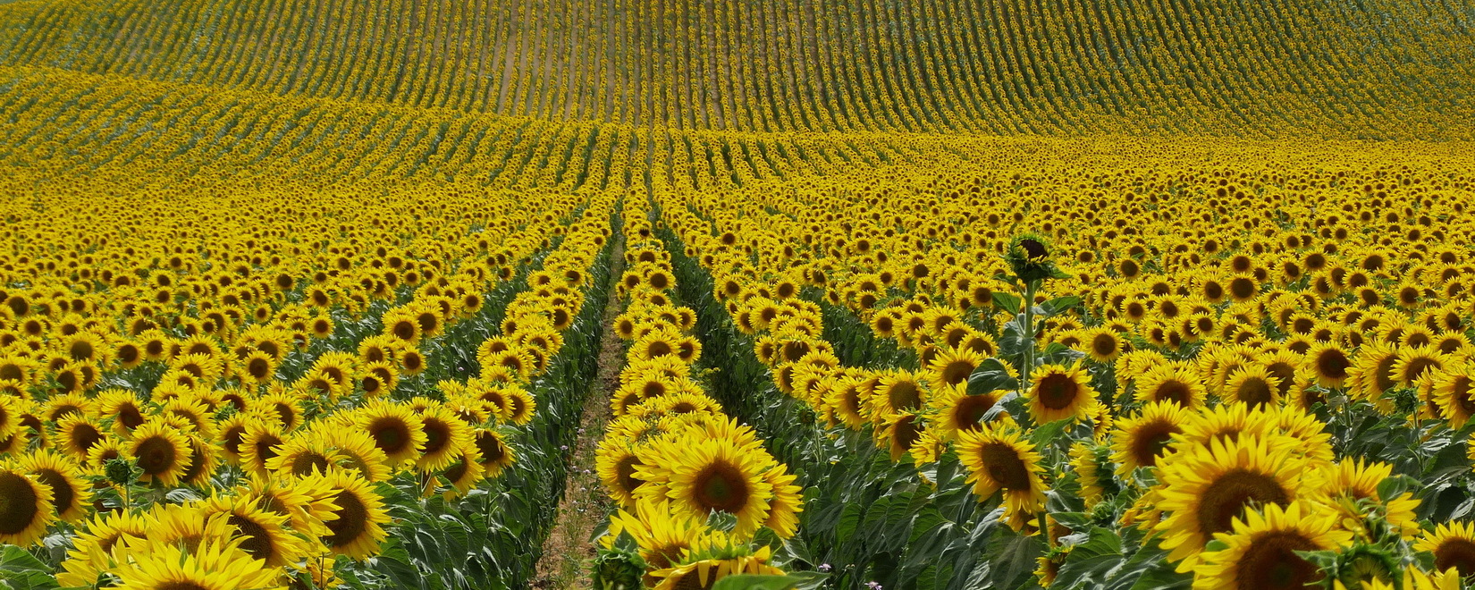 國際穀物理事會上調世界向日葵產量預估