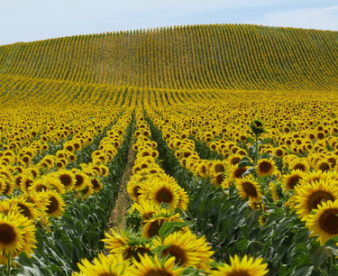國際穀物理事會上調世界向日葵產量預估