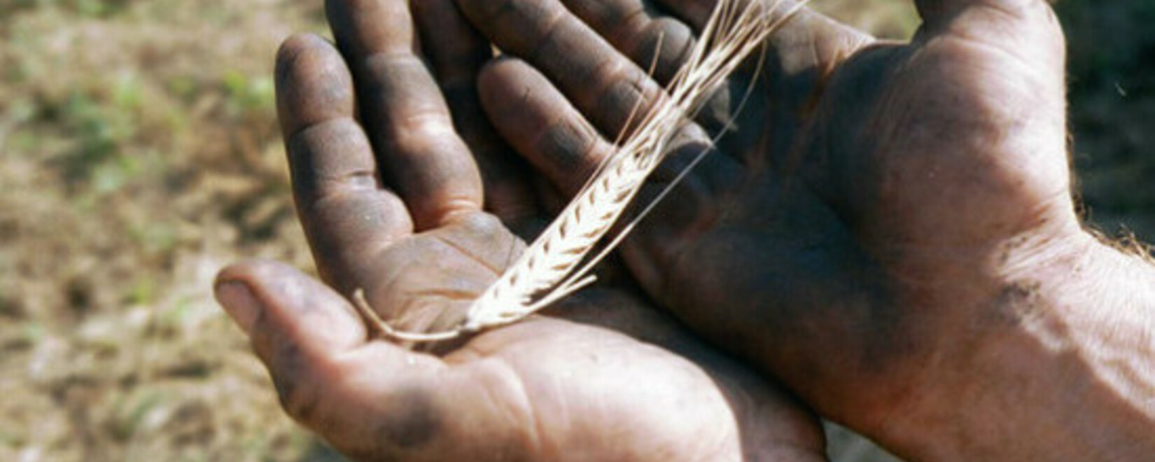 Зерновой союз предупредил о рисках для российского агропрома из-за квотирования импорта семян