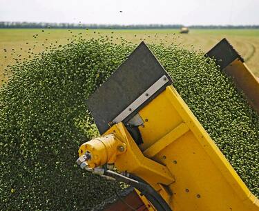 利佩茨克农民15年来首次收获8.3万吨豌豆
