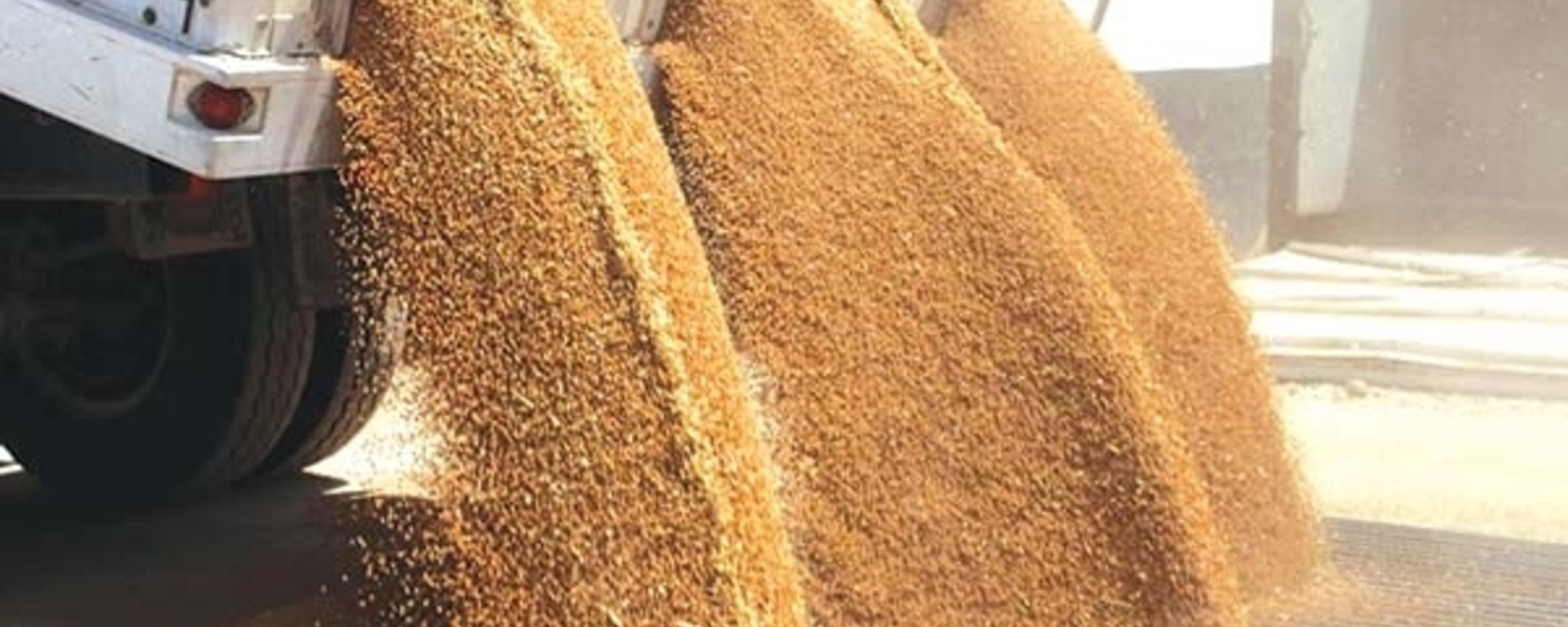 Казахстанская пшеница становится «токсичной»