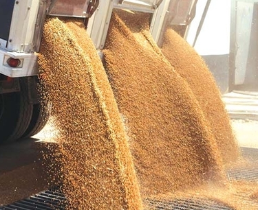 Казахстанская пшеница становится «токсичной»