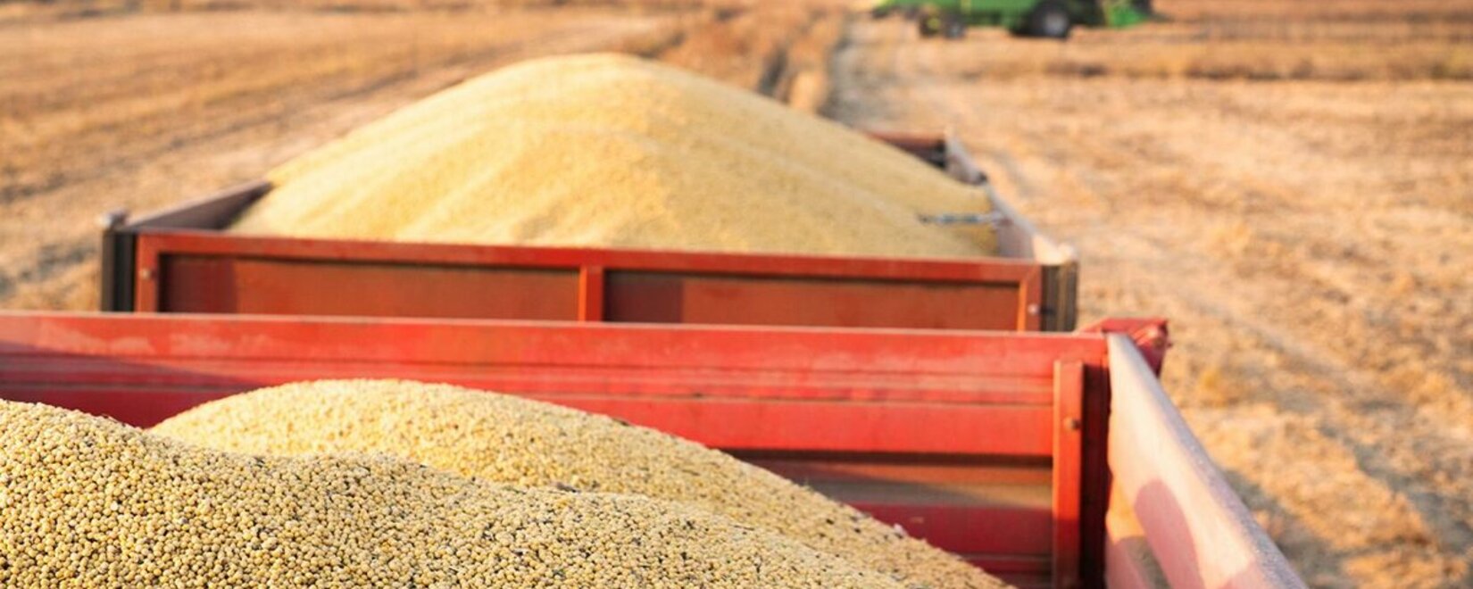 Международный тендер на закупку 50 тыс. тонн мукомольной пшеницы в Бангладеш