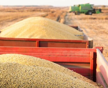 International tender for the purchase of 50 thousand tons of milling wheat from Bangladesh