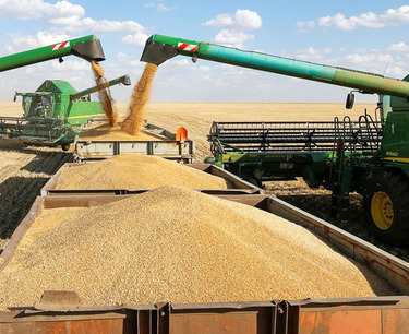 Experts lowered wheat harvest forecasts in Russia in 2023 due to unfavorable weather