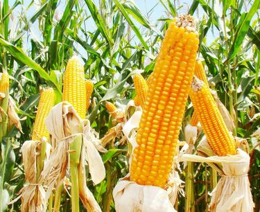 乌克兰粮食市场投机：危机时期小麦和玉米价格上涨以及运费上涨