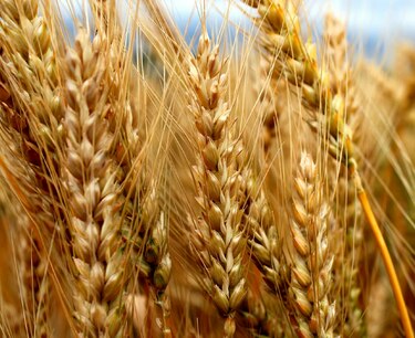 由於天氣乾燥，法國小麥作物狀況再次惡化