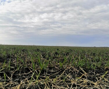 Emergency mode introduced in the Ryazan region due to the death of winter crops