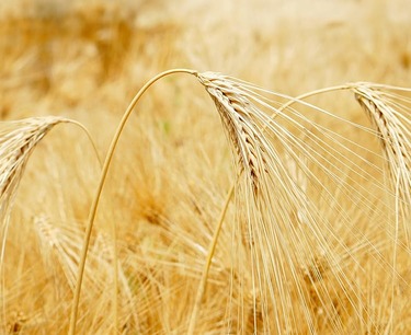 白俄罗斯已经在超过34万公顷的土地上开始播种早熟春季作物-农业部。