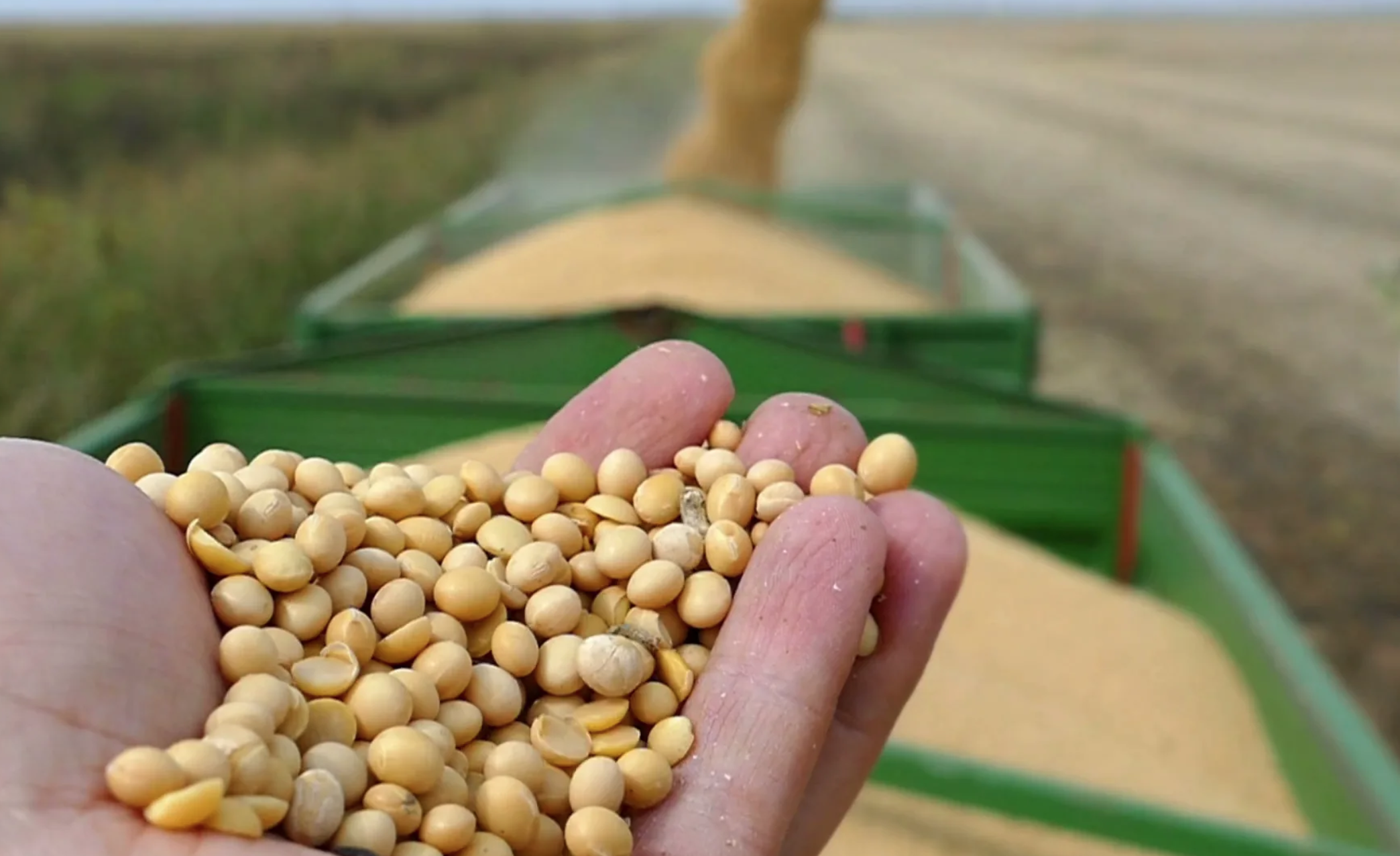 соя и кукуруза. рапс семена. соя кукуруза рапс. пшеница ячмень кукуруза. семена сои.