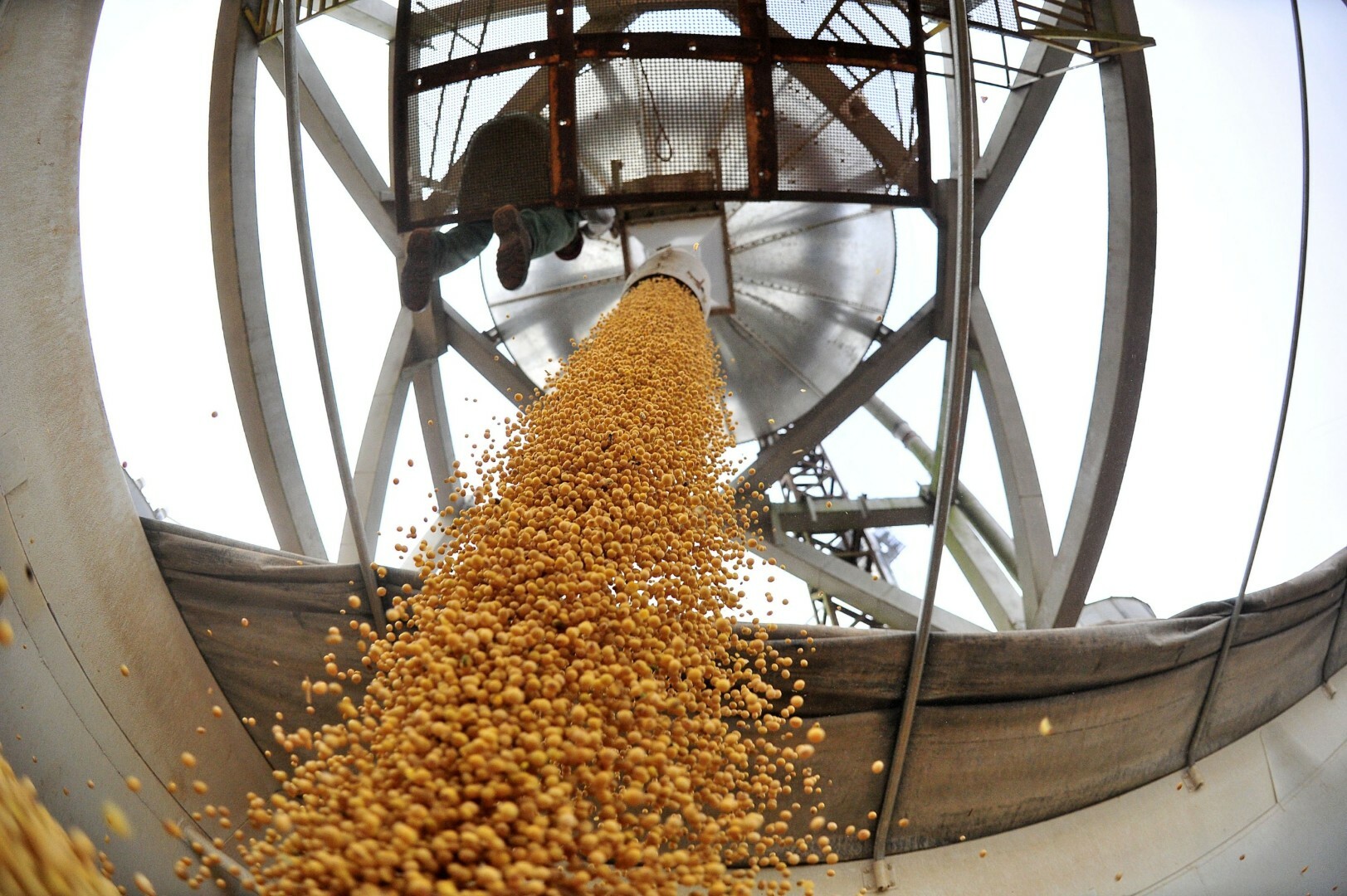 Экспорт переработки. Производство сои. Переработка зерна. Переработка пшеницы. Соя зерно.